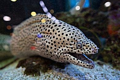 微软开始将Xbox PC游戏添加到GeForce Now平台