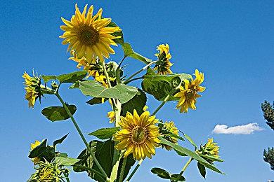 《怪物猎人：崛起》曙光将于8月追加红莲爆鳞龙